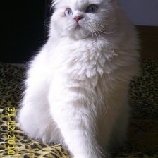 Схема вышивки «Моето коте»