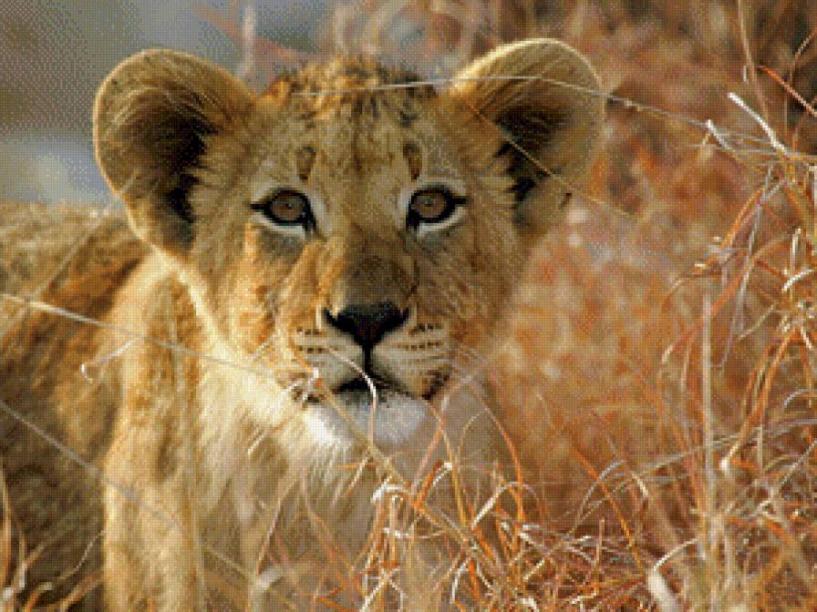 Львенок - хищник, лев, животные, большие кошки - предпросмотр