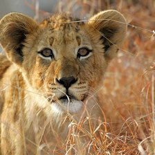 Схема вышивки «Львенок»