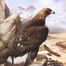 Схема вышивки «орлы»