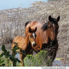 Схема вышивки «с мамой»