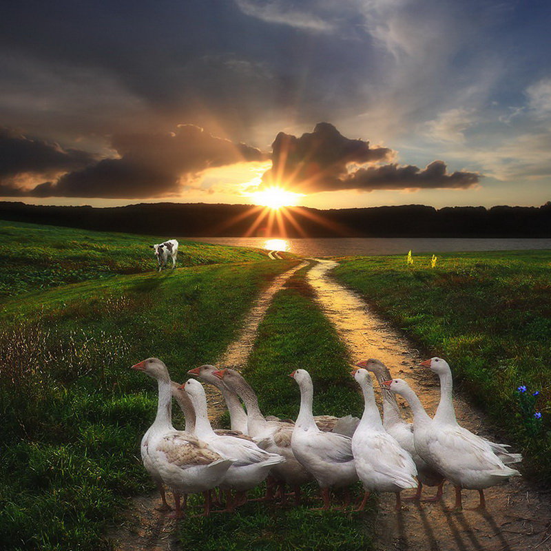 гуси - животные. природа - оригинал