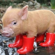 Схема вышивки «Хрюшка в сапогах»