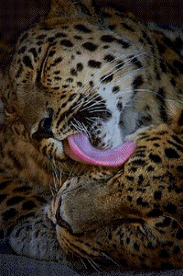 нежность - дикие кошки, хищники - предпросмотр