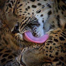 Схема вышивки «нежность»