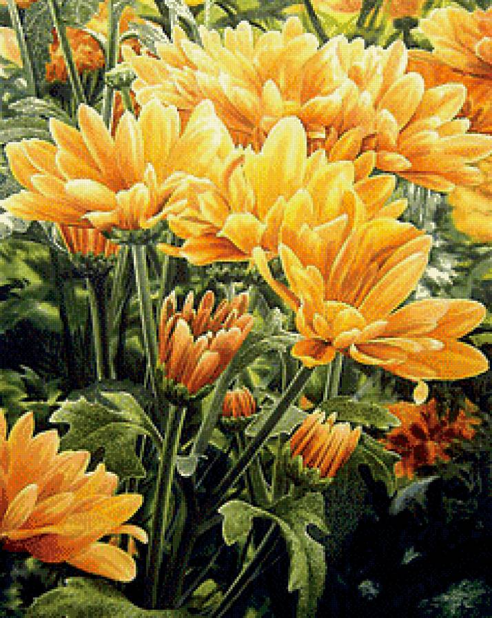 Хризантемы - цветы - предпросмотр