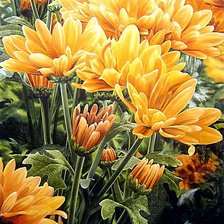 Хризантемы