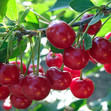 Схема вышивки «Вишни»