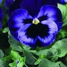 Схема вышивки «№617497»