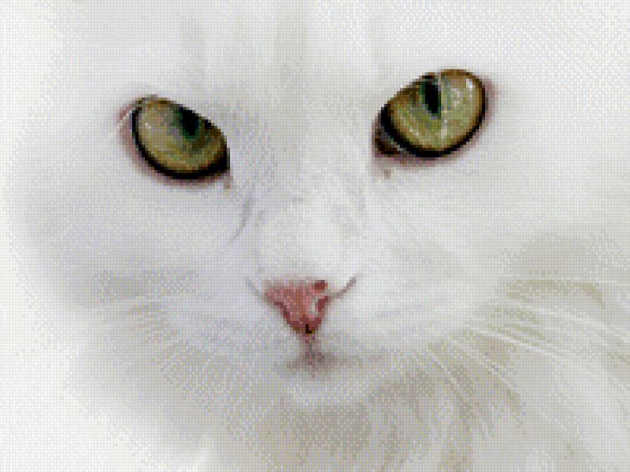 кошкина мордашка - кошки, кошка, животные - предпросмотр