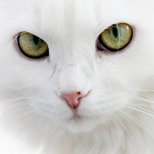 кошкина мордашка