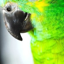 Схема вышивки «Ara»