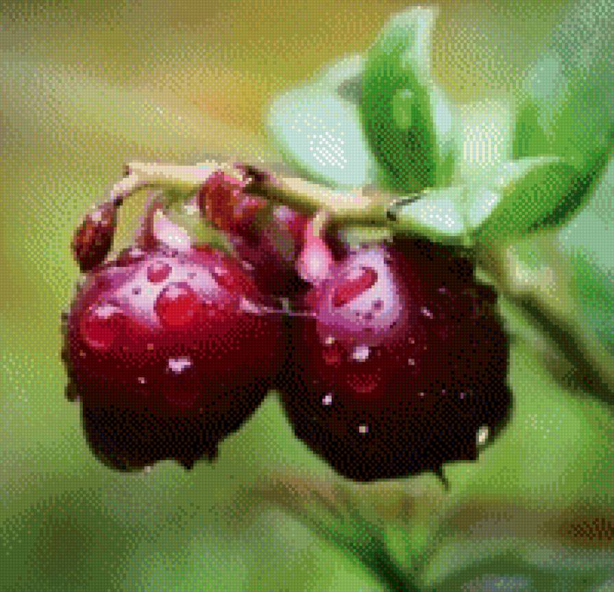 Вишня - ягоды, вишня - предпросмотр