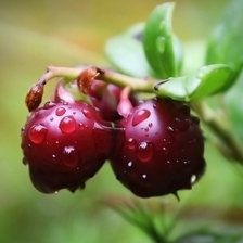 Схема вышивки «Вишня»