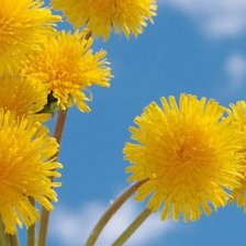 Схема вышивки «одуванчики»