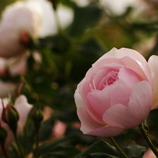 Схема вышивки «дикие розы»