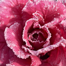 Схема вышивки «иней»