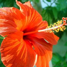 Схема вышивки «гибискус»