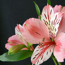 Схема вышивки «лилии»