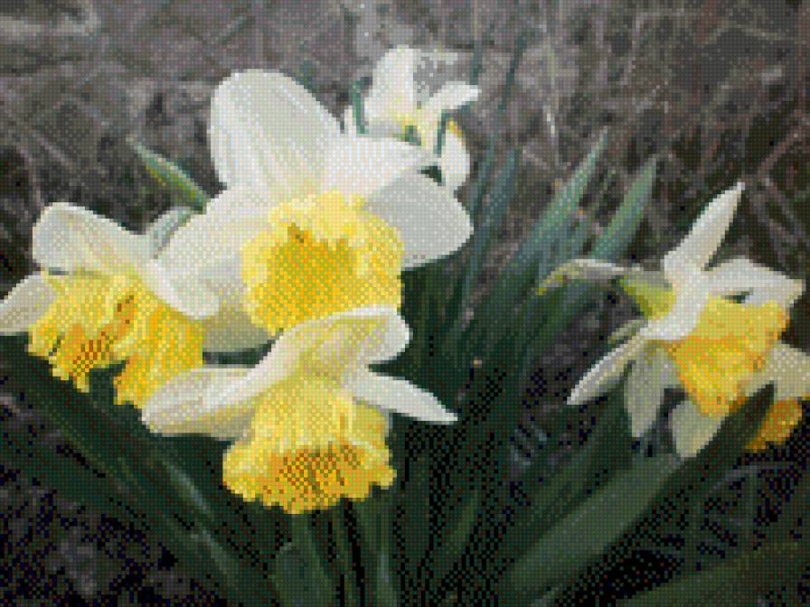 НАРЦИСИ - квіти - предпросмотр
