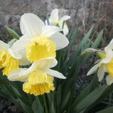 Схема вышивки «НАРЦИСИ»