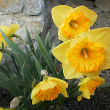 Схема вышивки «НАРЦИСИ»