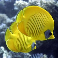 Схема вышивки «рыбки 2»