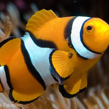 Схема вышивки «рыбка 3»