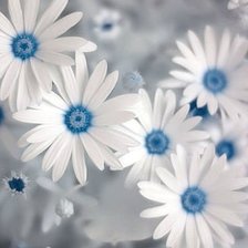 Схема вышивки «Ромашечки»