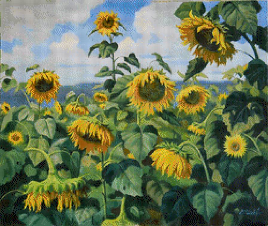 солнечные цветы - цветы - предпросмотр