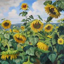 солнечные цветы