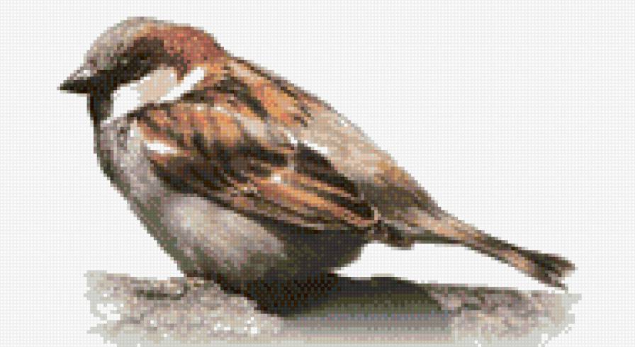 воробей - предпросмотр