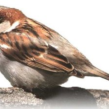 Схема вышивки «воробей»