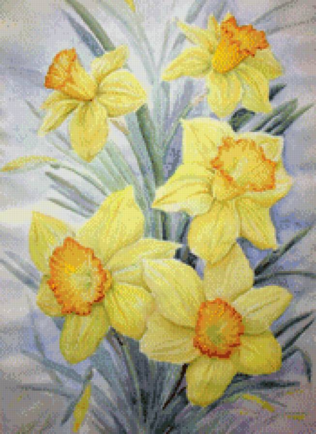 нарциссы - цветы - предпросмотр