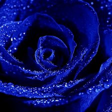 Схема вышивки «роза1»