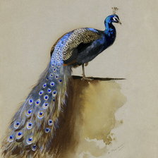 Схема вышивки «Павлин»