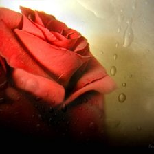 Схема вышивки «роза 3D»