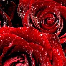 Схема вышивки «роза2»