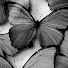 Схема вышивки «Бабочки»