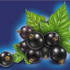 Черная смородина