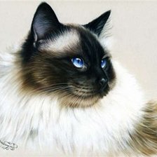 Схема вышивки «серия "Кошки" 16»