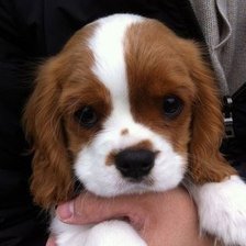 Схема вышивки «Щенок»