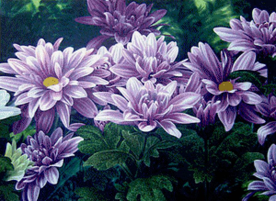 Хризантемы - цветы - предпросмотр