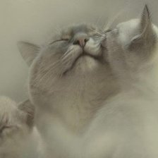 Схема вышивки «№619198»