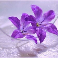 Схема вышивки «Цветочки»