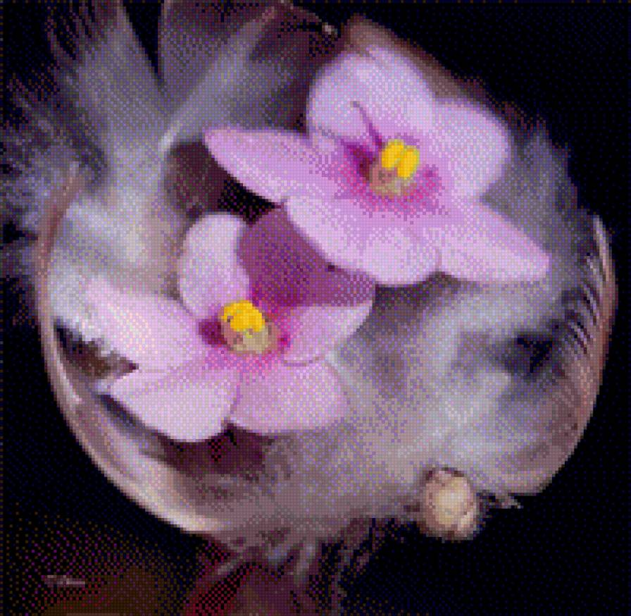 Нежные фиалочки - цветы, фиалки - предпросмотр