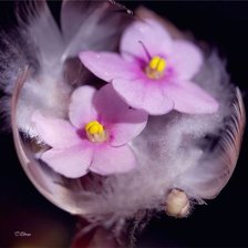 Схема вышивки «Нежные фиалочки»