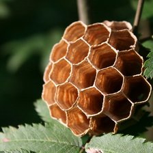 Схема вышивки «№619222»