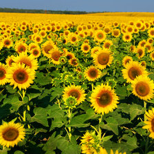 Схема вышивки «№619223»