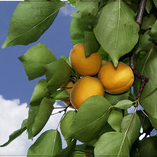 Схема вышивки «№619225»